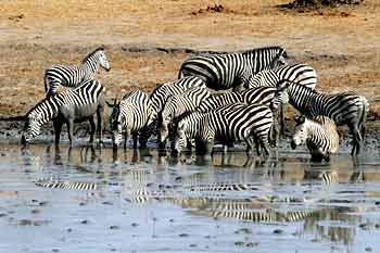 Zebras drinking from dam, Hwange National Park, Zimbabwe