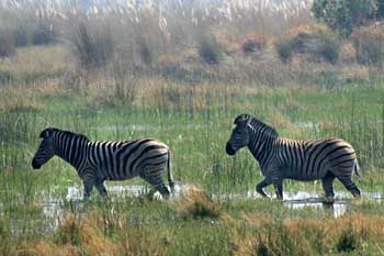 Zebra pair walking through shallow pan, Okavango Delta, Botswana