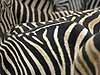 Picture of zebra stripes