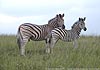 Picture of zebra stallion and sub-adult