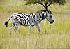 Zebra walking