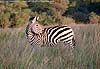 Zebra standing in long grass